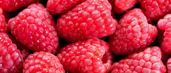 Himbeeren Saisonkalender Stage