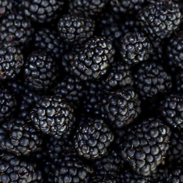 Brombeeren