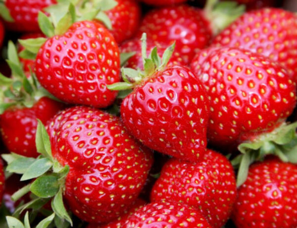 Erdbeeren
